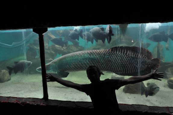 Tentando medir o Pirarucu em aquário de um restaurante em Manaus - AM